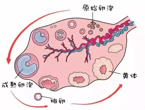 重庆送子鸟医院