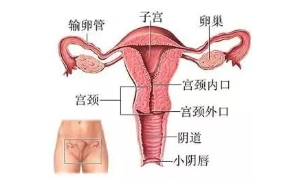 重庆送子鸟医院