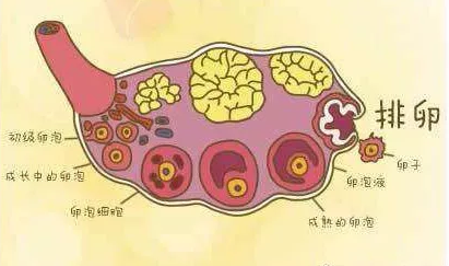 重庆送子鸟医院